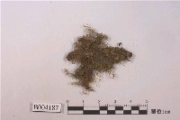 藏品(瓦氏指葉蘚)的圖片